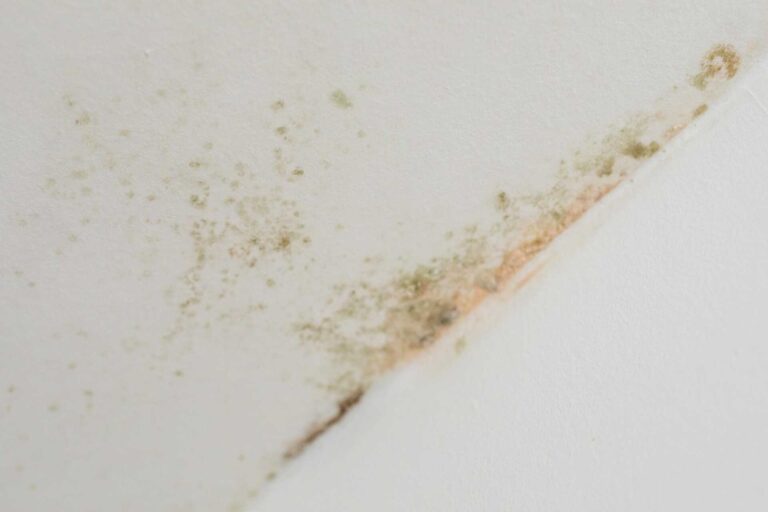 Why Use Effective Mold Remediation Techniques?