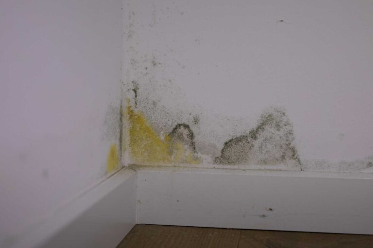 3 Effective Mold Remediation Techniques Explained