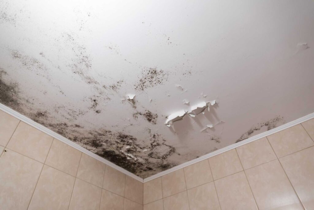 Why Use Safe Strategies for Mold Cleanup?