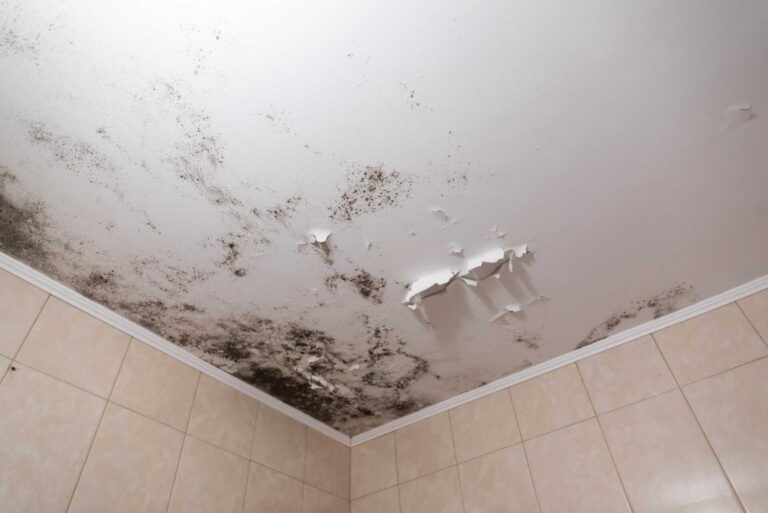 Why Use Safe Strategies for Mold Cleanup?