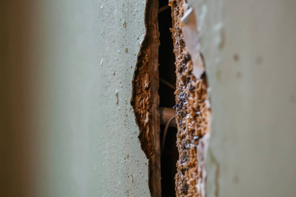 Fast Water Damage Restoration After Plumbing Ruptures