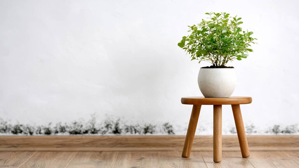 Plant on stool near wall mold
