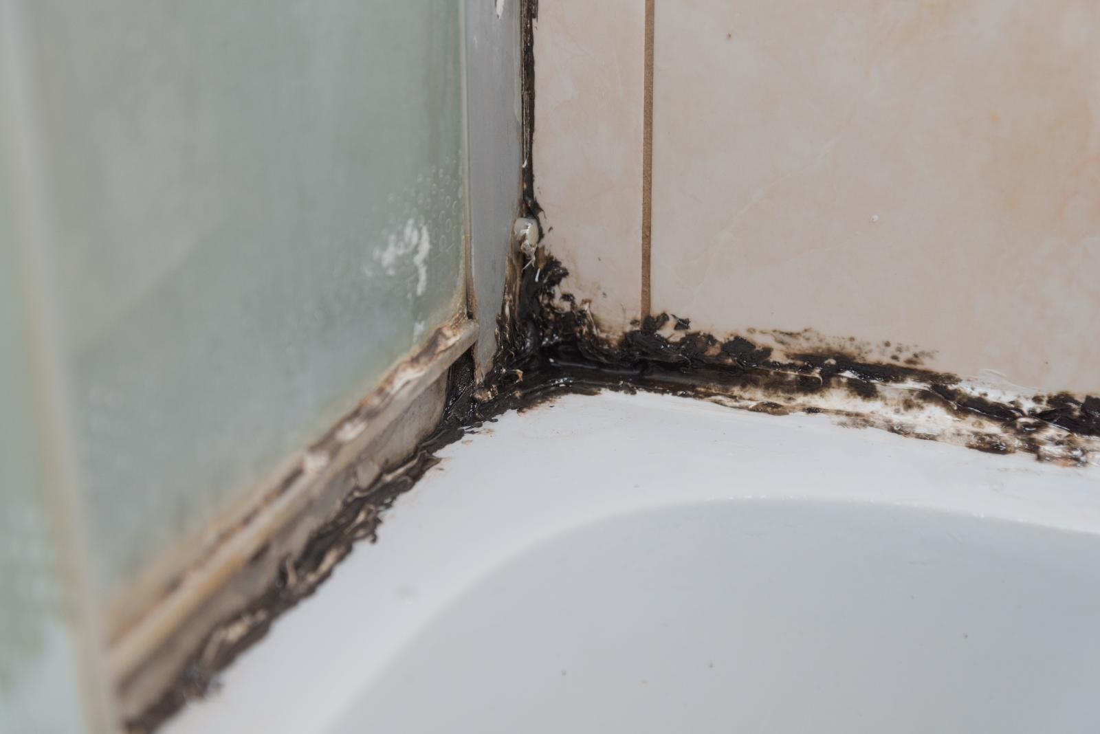 Effective Mold Remediation Services A Step By Step Guide Best Cleanup