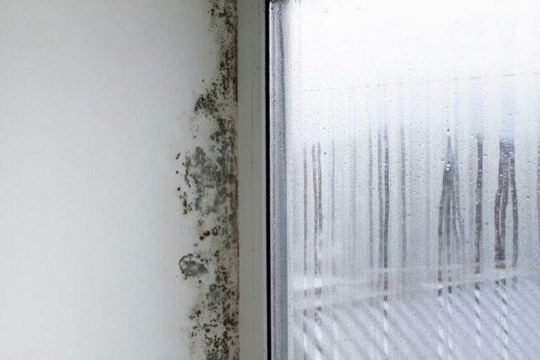 8 Essential Tips to Prevent Mold After Water Damage
